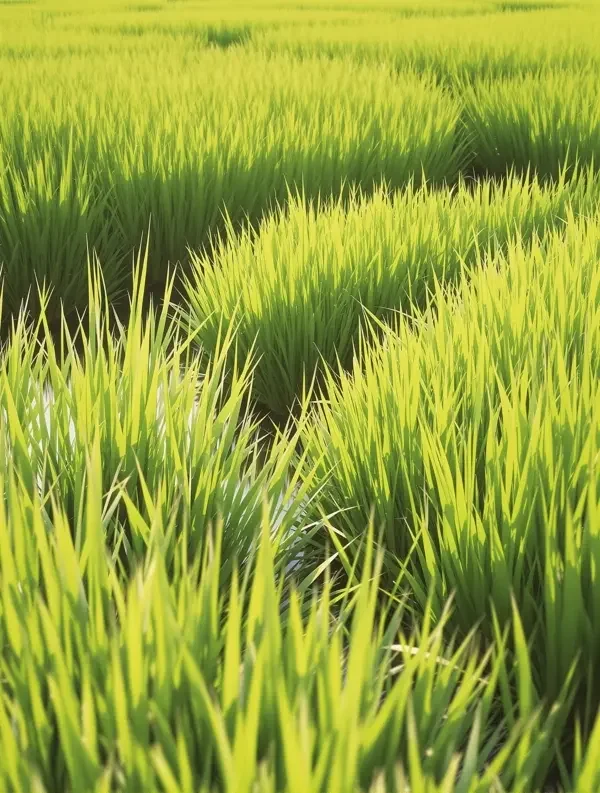 风吹过稻田 - 伊人在线 风吹过稻田封面